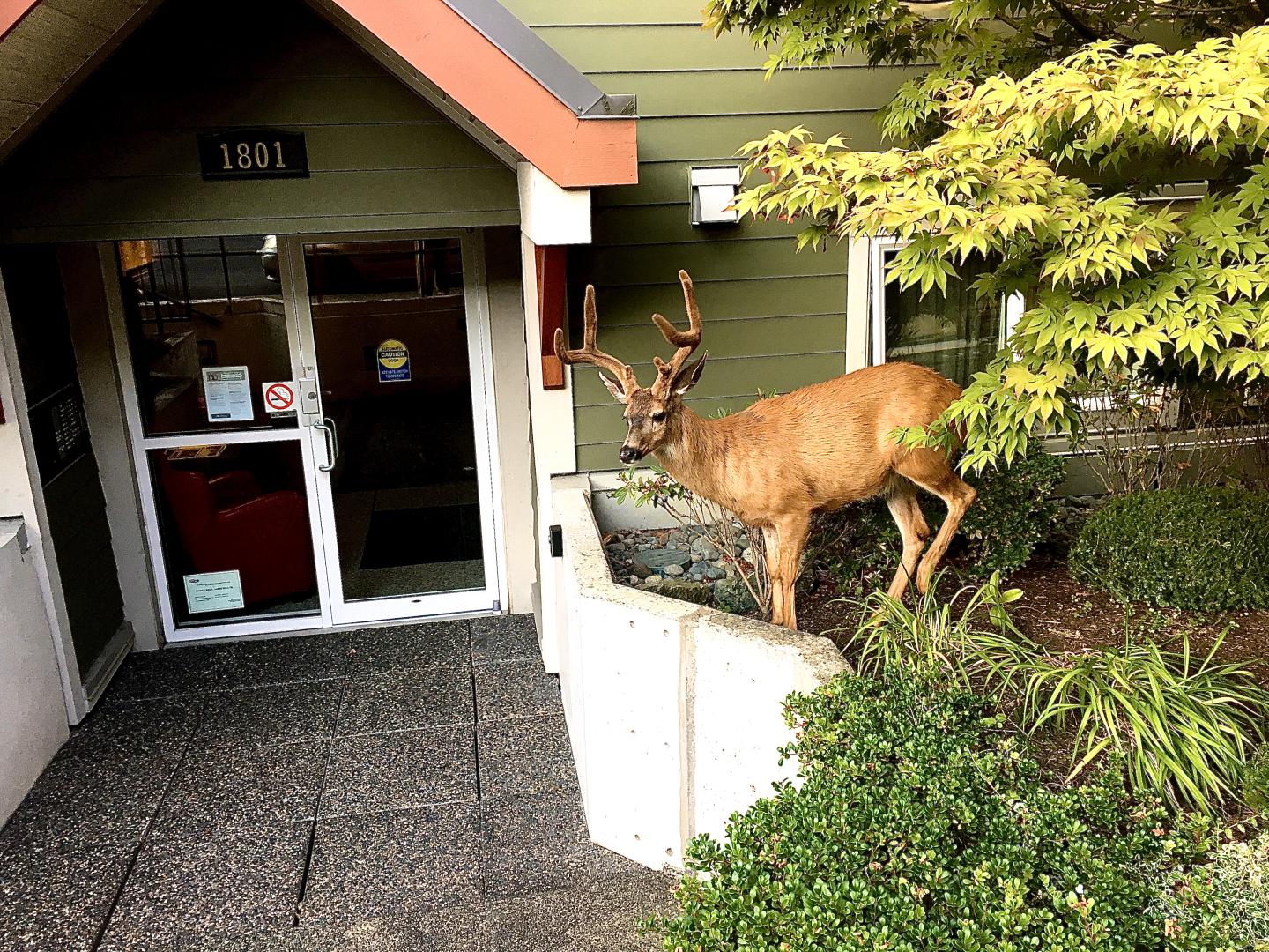 Young buck at apartment complex in Victoria, BC.