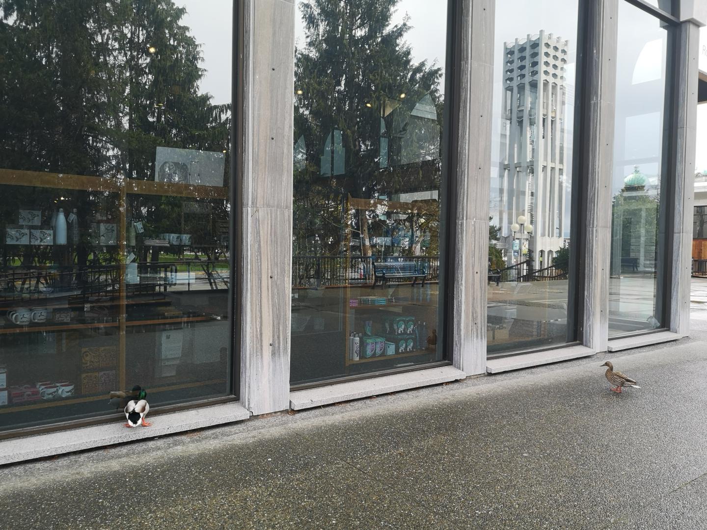 Two mallard ducks standing in front of large windows.