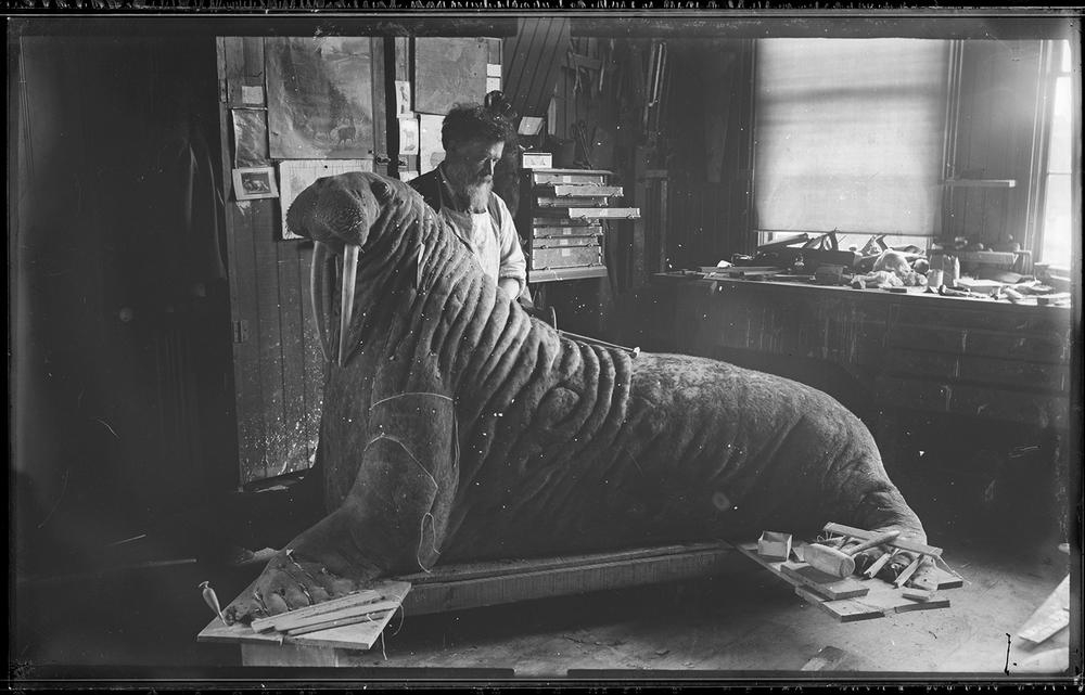 A old-timey photo of a man and a taxidermy walrus.
