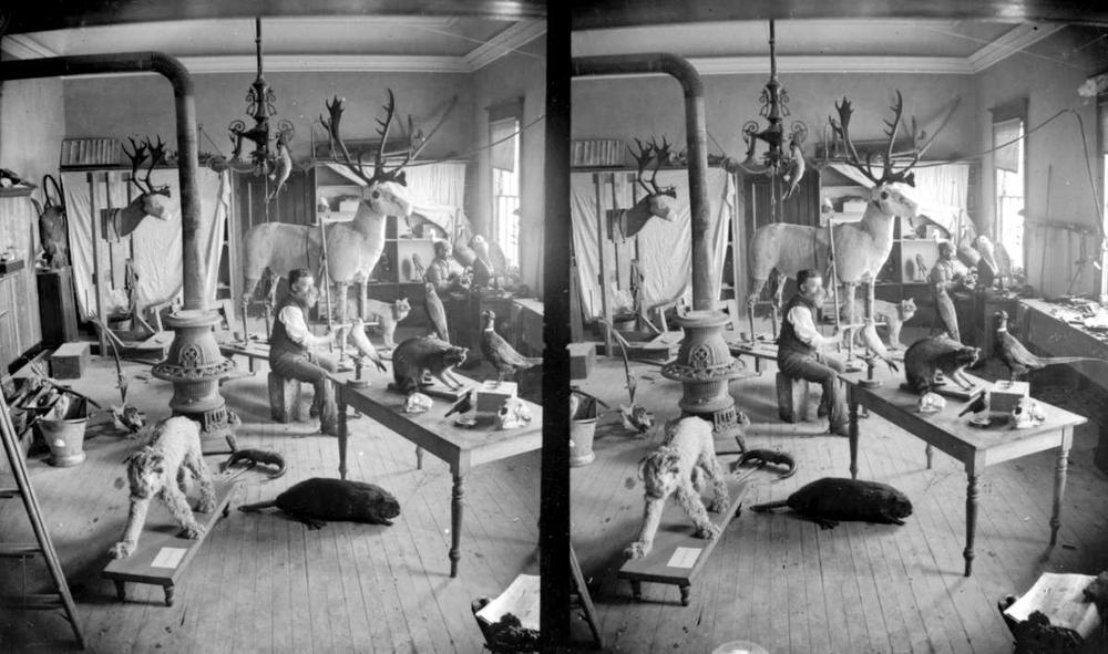 John Fannin (front), the first curator of the museum, and Francis Kermode (back right), curator and later director of the museum, in the BC Provincial Museum’s taxidermy shop.