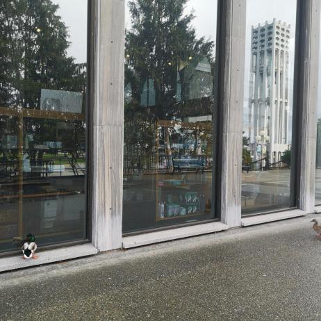 Two mallard ducks standing in front of large windows.