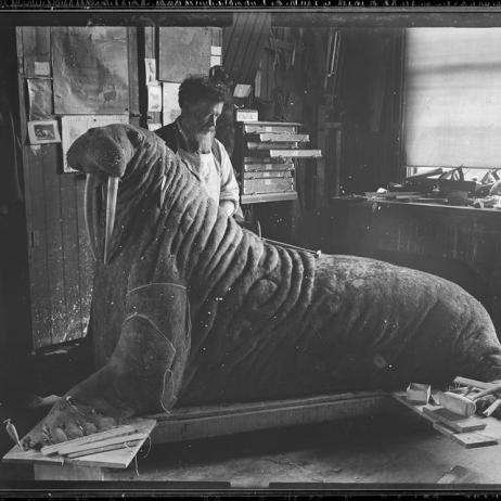 A old-timey photo of a man and a taxidermy walrus.