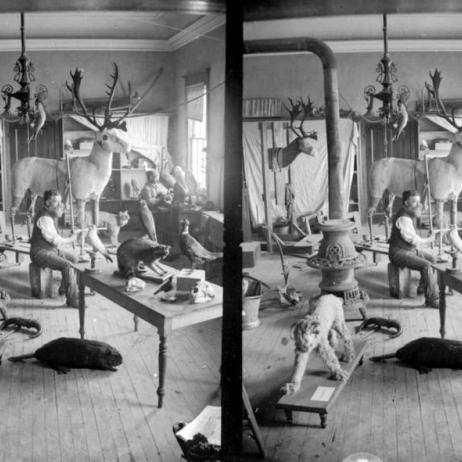 John Fannin (front), the first curator of the museum, and Francis Kermode (back right), curator and later director of the museum, in the BC Provincial Museum’s taxidermy shop.